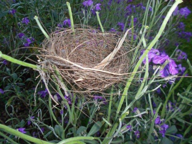 Trouver un nid à Toulouse via votre chasseur immobilier